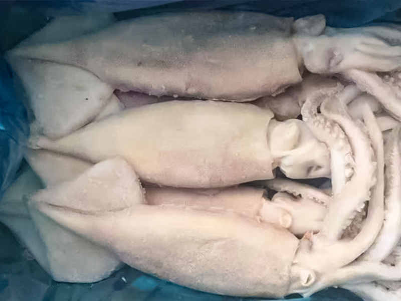 Analysis of squid fishing