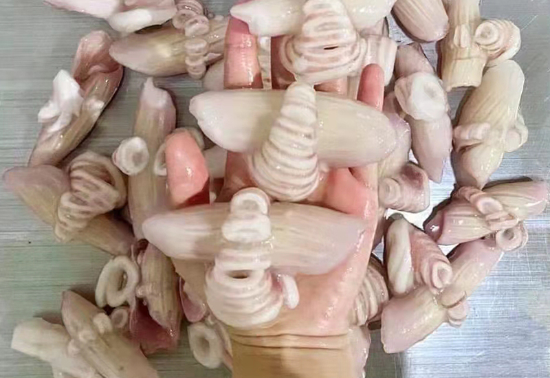 耳花（牛角花）